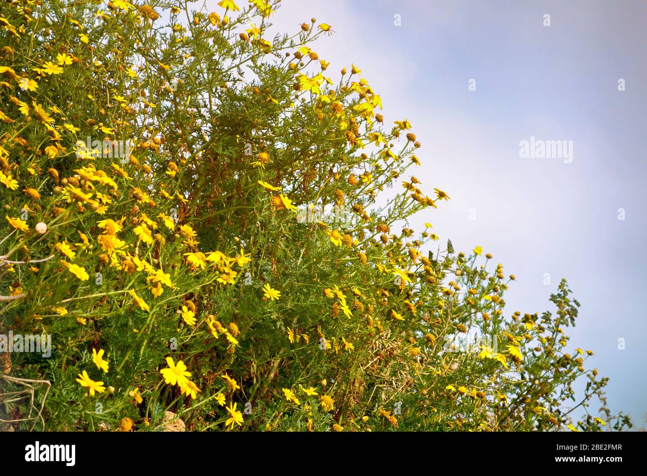 Fiori gialli a margherita in natura contro il cielo blu Foto Stock