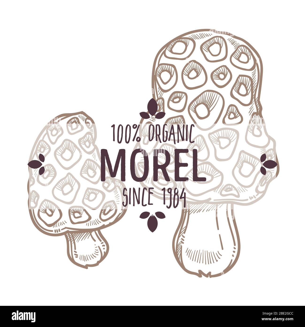 Funghi Morel, funghi Morchella con etichetta con cappuccio grande Illustrazione Vettoriale