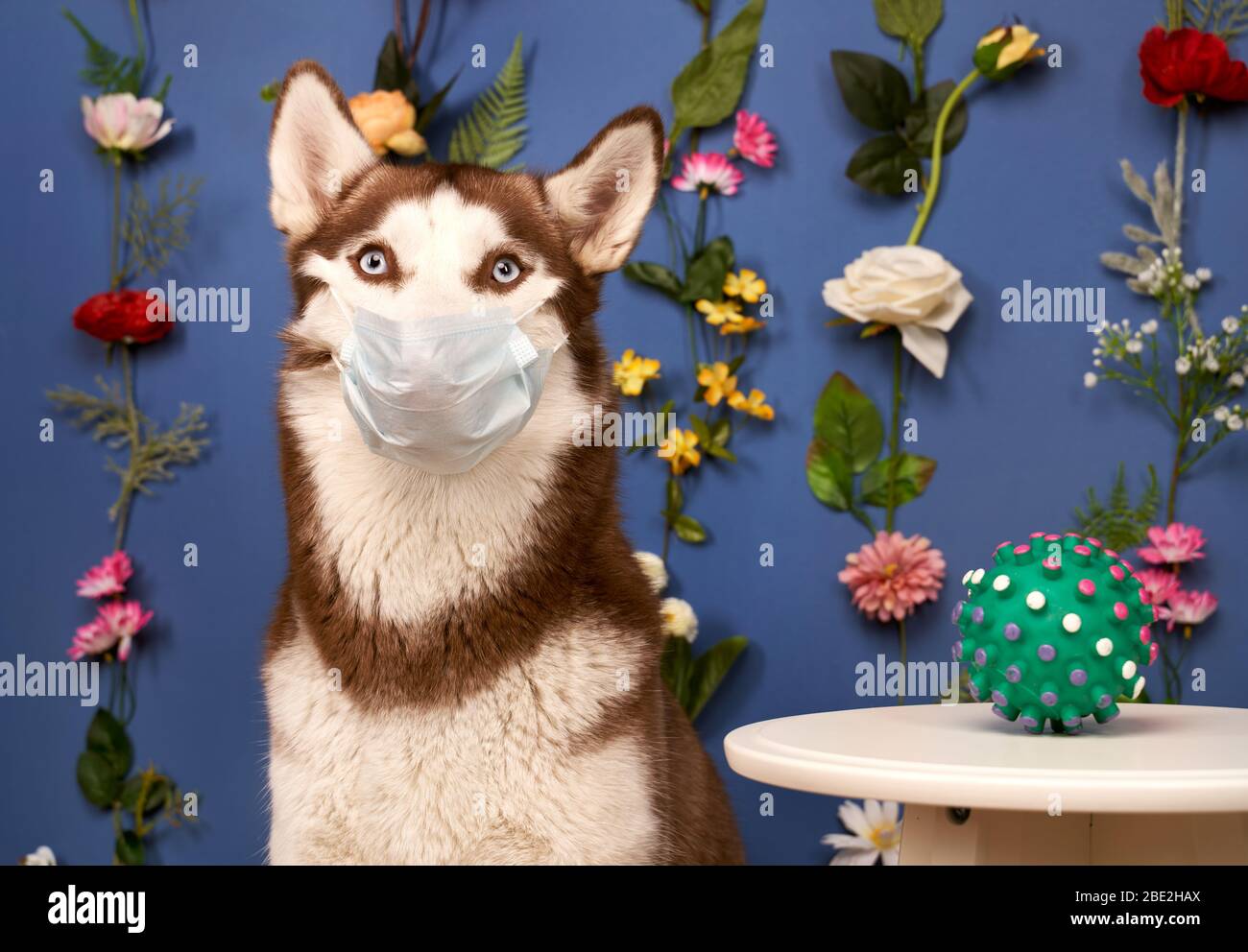 Giovane Husky posando. Simpatico cane bianco marrone Foto Stock