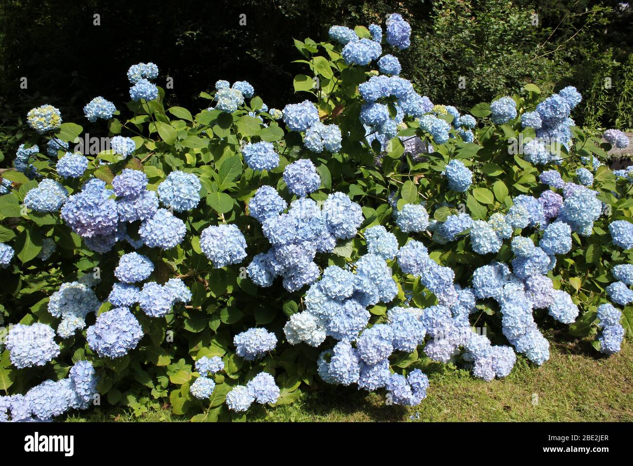 Hydrangea macrophylla 'Blue Wave' a.k.a.‘Mariesii Perfecta’ Foto Stock