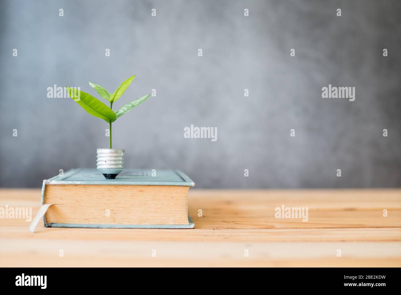 conoscenza crescente su concetto, piccolo albero si sviluppa dalla lampadina di illuminazione e grande libro sul tavolo Foto Stock