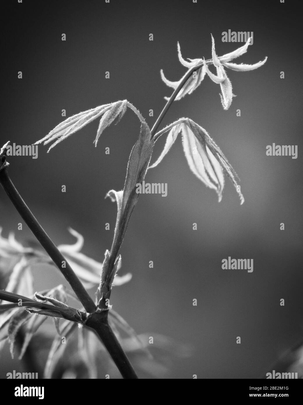 Nuove foglie prendono vita su un albero Acer in primavera. Il verde spara germogliato da un ramo viola illuminato naturalmente dal sole. Foto Stock