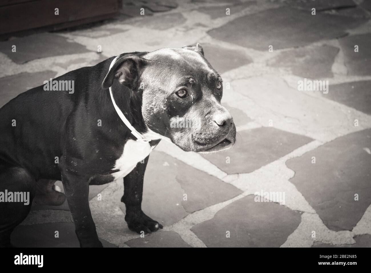 Black pit bull in piedi in atteggiamento amichevole. Nessuna gente Foto Stock