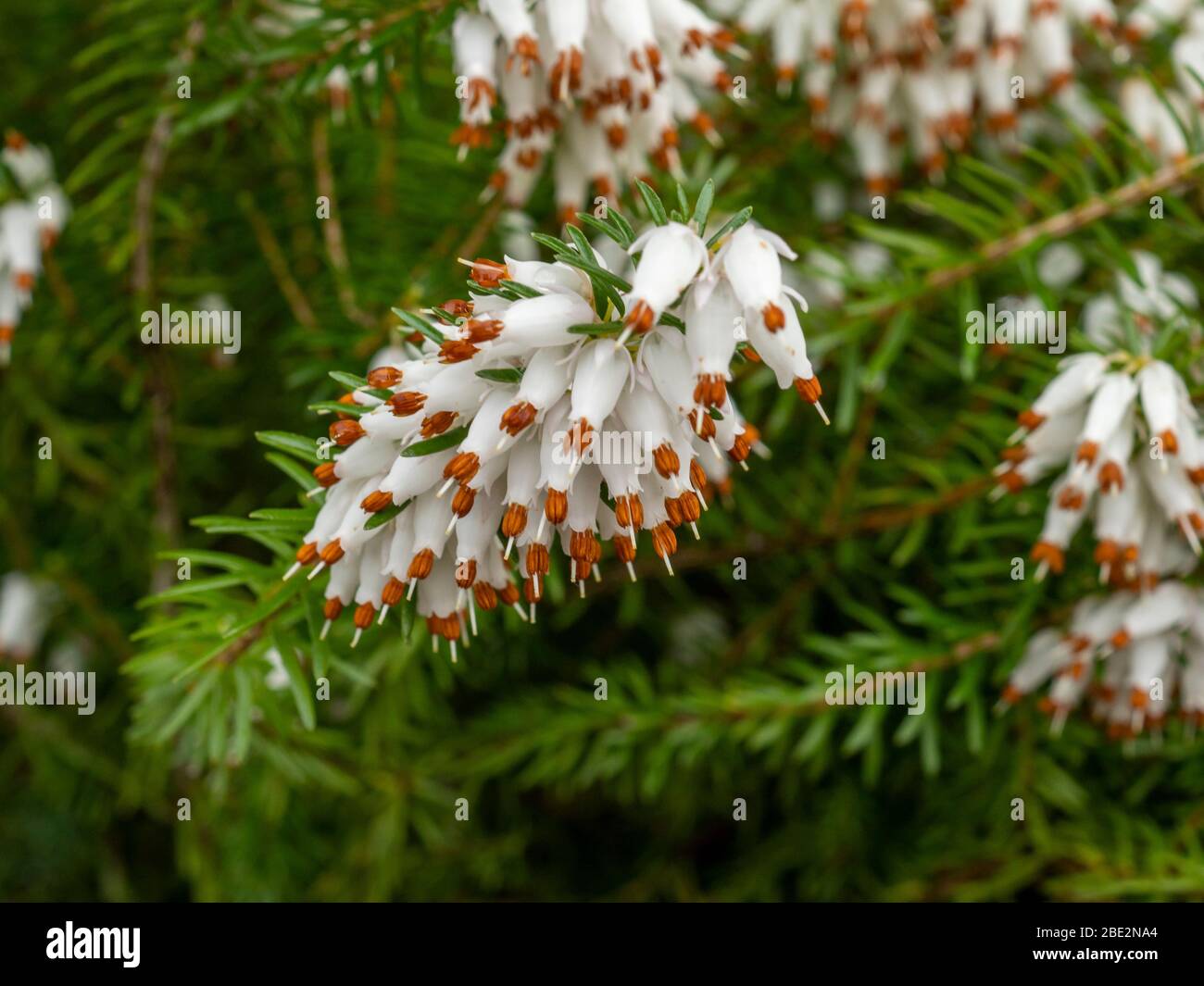 Primo piano dei delicati fiori bianchi di una pianta di erica bianca, Erica x Veitchii 'Exeter' Foto Stock