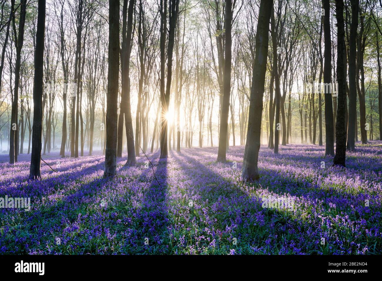 La luce del sole in anticipo che scorre attraverso un bosco di bluebell misty Foto Stock