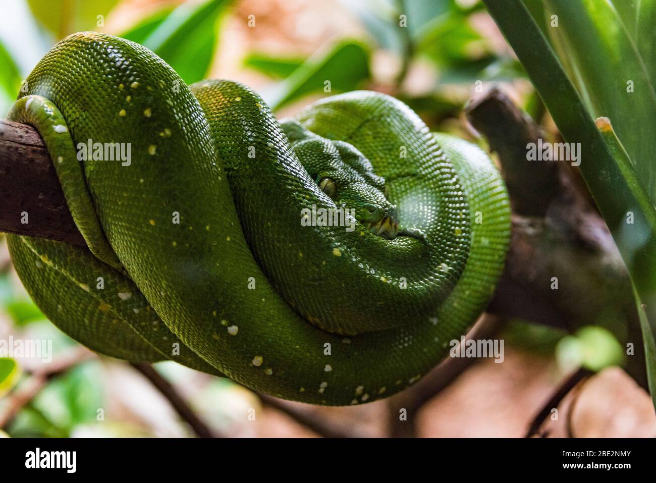 Serpente di veleno verde allo zoo, Germania Foto Stock