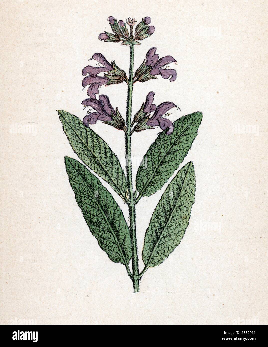 "saute officinale" (Salvia officinalis) (Garden salage) Planche de botanique tiree de 'Atlas colorie des plantes medicinales' de Paul Hariot, 1900 (Bota Foto Stock