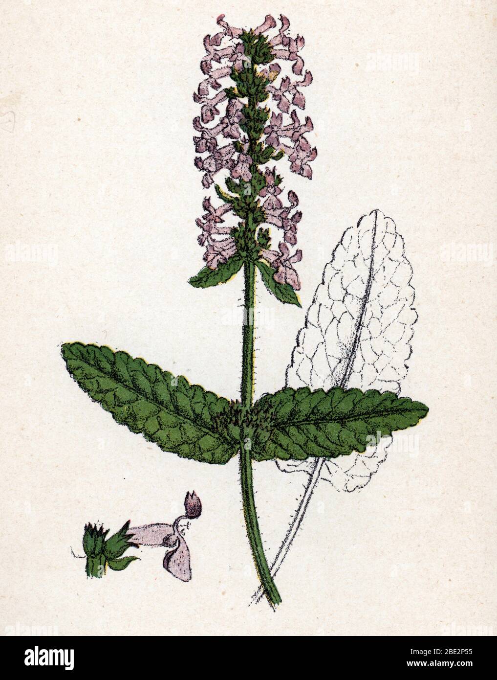 Betoine (epiaire officinale) (Stachys officinalis) (betonia, bishwort, o verga del vescovo) Planche de botanique tiree de 'Atlas colorie des plantes m Foto Stock