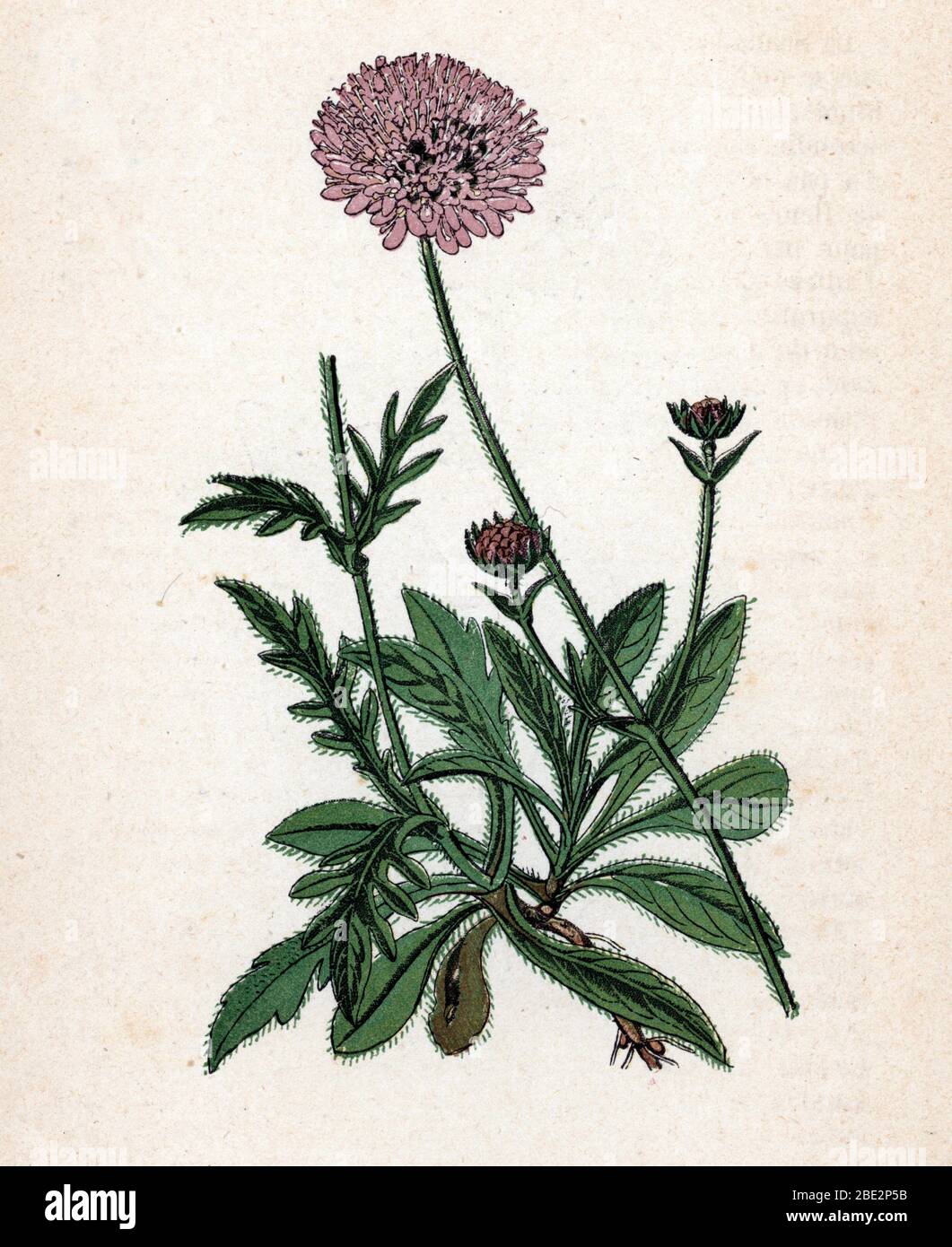 'Cabieuse ou Knautie des champs' (Knautia arvensis) (Field Scabious) Planche de botanique tiree de 'Atlas colorie des plantes medicinales' de Paul ha Foto Stock