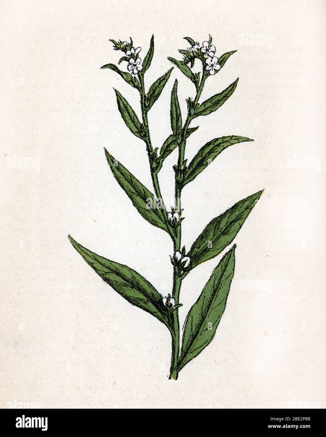 "Gremil" (Lithospermum officinale) (comune Gromwell o europeo Stoneseed) Planche de botanique tiree de "Atlas colorie des plantes medicinales" de Pa Foto Stock