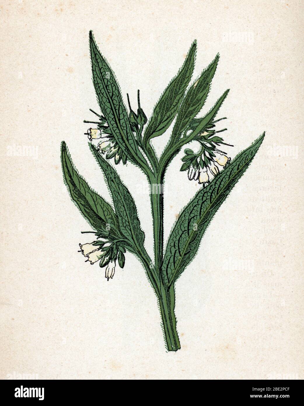 "Grande consoude" (Symphytum officinale) (comfrey comune o comfrey vero o cosound) Planche de botanique tiree de 'Atlas colorie des plantes medicin Foto Stock