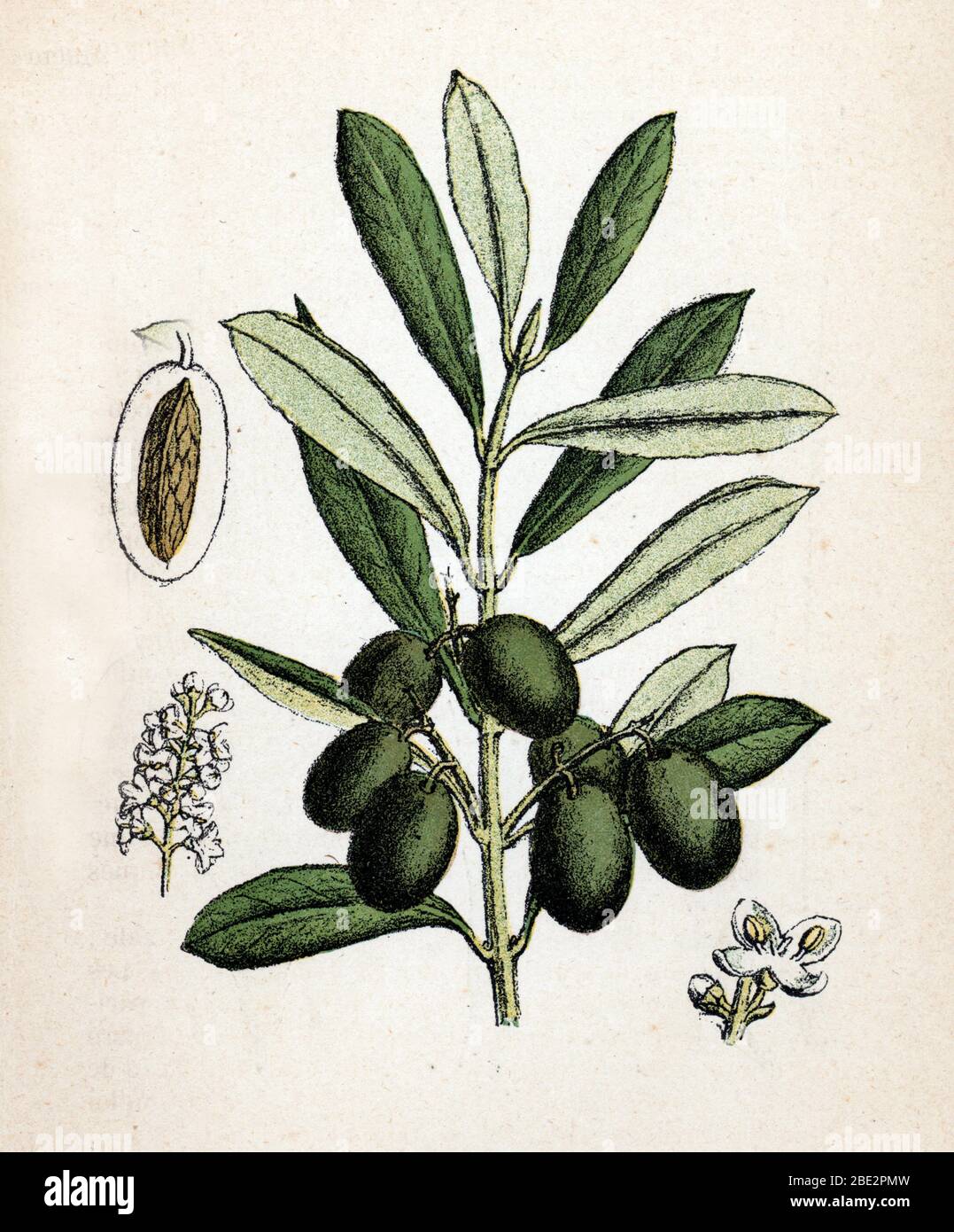 "Branche d'olivier avec olive" (Olea europaea) (Olivo) Planche de botanique tiree de "Atlas colorie des plantes medicinales" de Paul Hariot, 190 Foto Stock