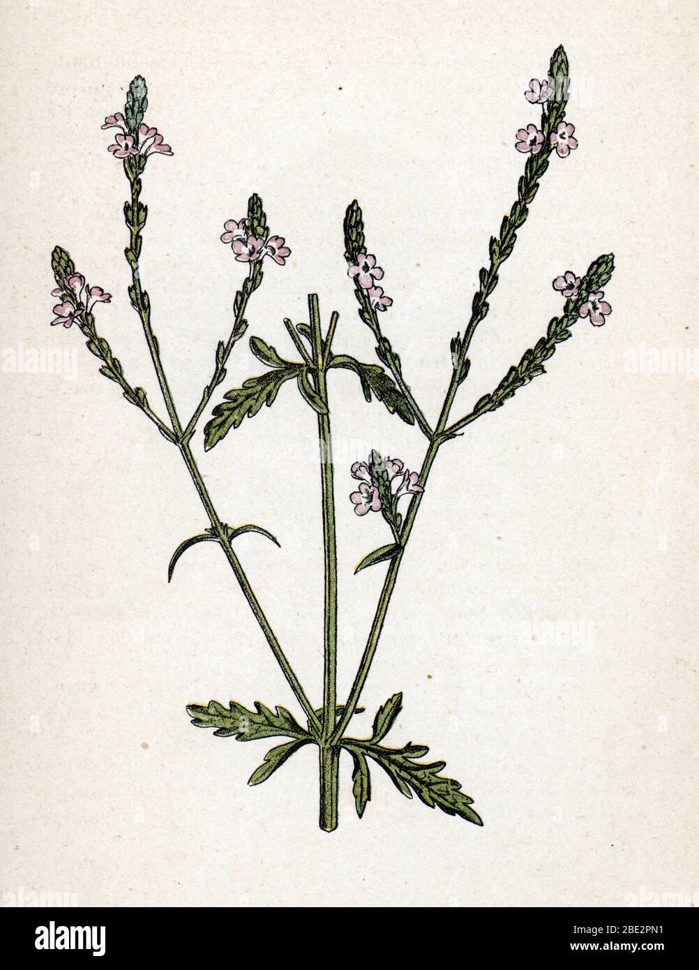 "Verbena officinalis" (Verbena officinalis) Planche de botanique tiree de "Atlas colorie des plantes medicinales" de Paul Hariot, 190 Foto Stock