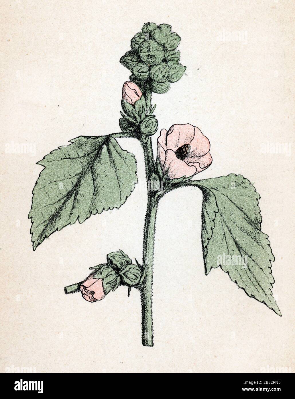 "Guimauve officinale" (Althaea officinalis) (Mauve blanche) (marshmallow, marsh mallow) Planche de botanique tiree de 'Atlas colorie des plantes medic Foto Stock