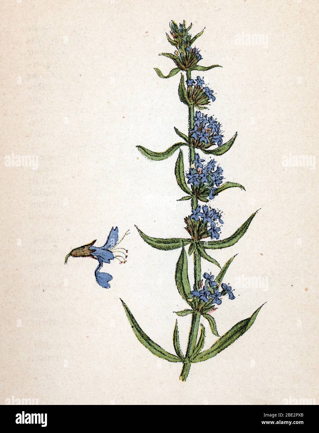 "Hysicope officinale ou hysssope" (Hyssopus officinalis, hysssop) Planche de botanique tiree de "Atlas colorie des plantes medicinales" de Paul Hariot, 19 Foto Stock