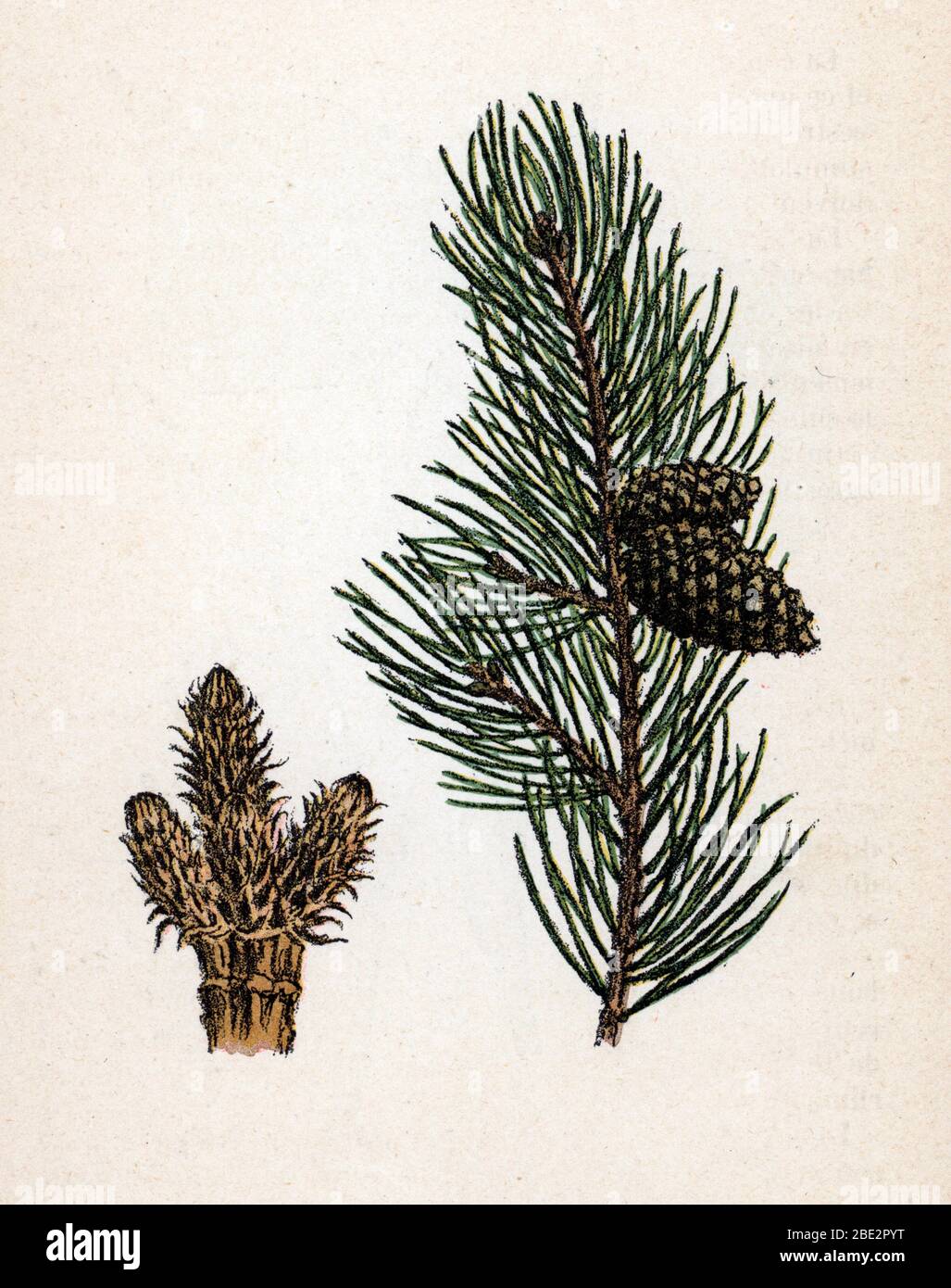 "Pine sylvestre et pomme de pin" (Pinus sylvestris) - Legni rossi planche de botanique tiree de "Atlas colorie des plantes medicinales" de Paul Hariot, Foto Stock