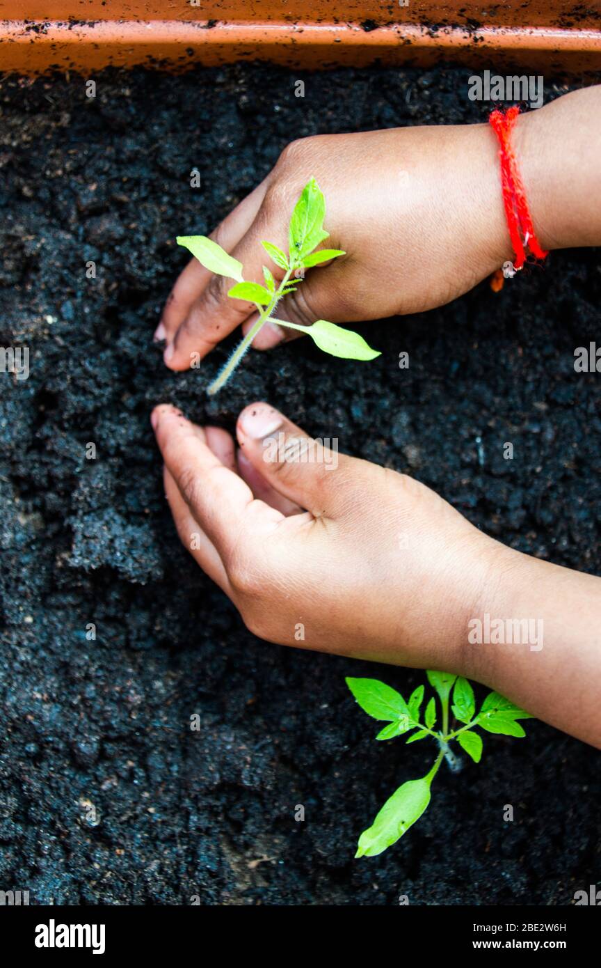 Bambino asiatico della ragazza di età 6 re-piantando una pianta germinata del pomodoro in un vaso più grande Foto Stock
