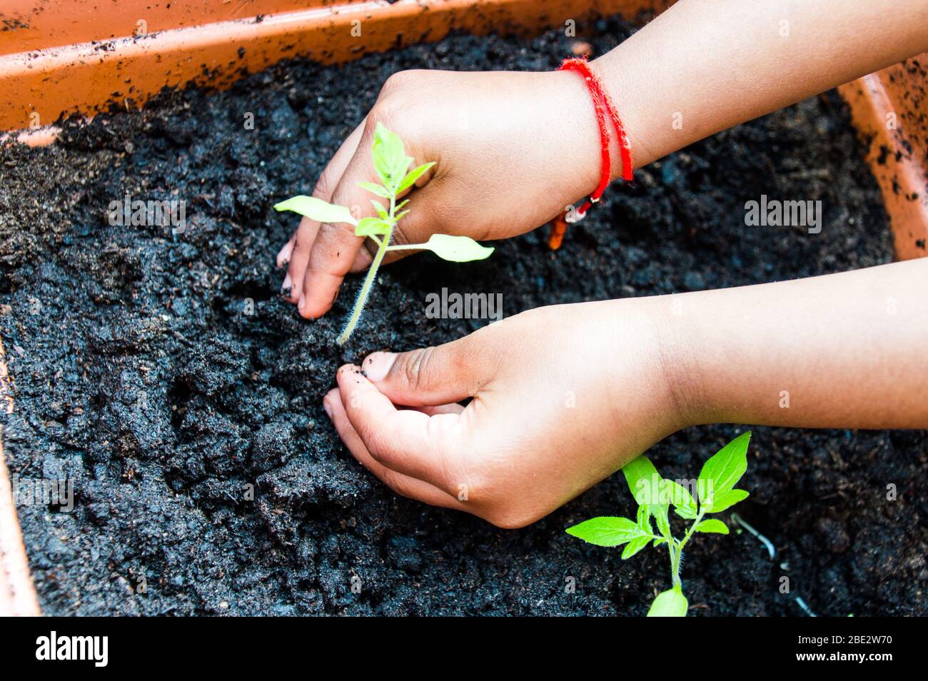 Bambino asiatico ragazza di 6 anni che repianta una pianta germinata del pomodoro in un POT Foto Stock