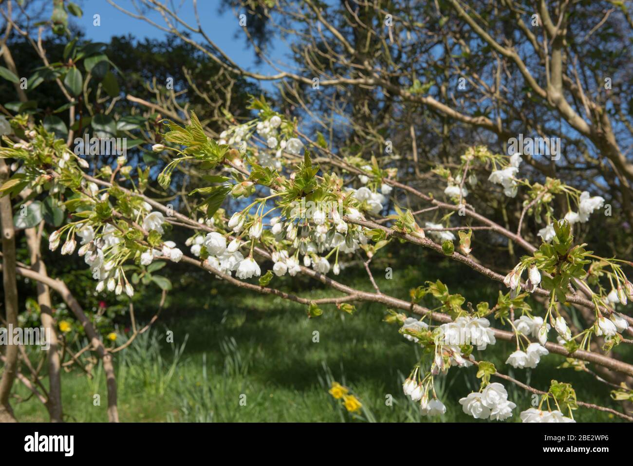 Fiore primaverile su un albero di ciliegio ornamentale deciduo (Prunus shirotae 'Mount Fuji') in un Giardino di Bosco in Devon Rurale, Inghilterra, Regno Unito Foto Stock