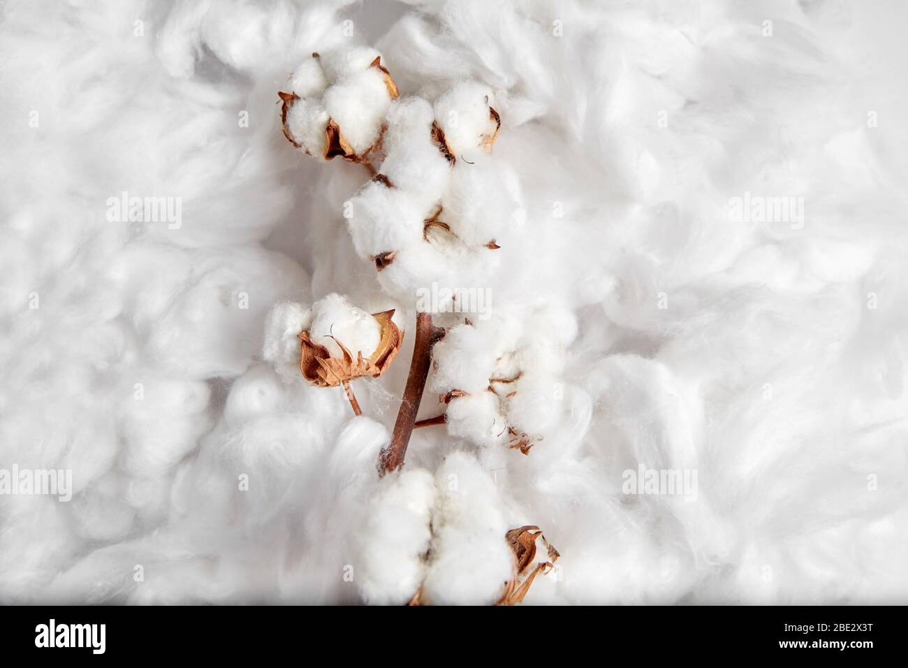 Pianta di cotone. Ramificazione di fiori bianchi di cotone su sfondo morbido. Materiale organico utilizzato nella fabbricazione di tessuti naturali e di altri prodotti Foto Stock