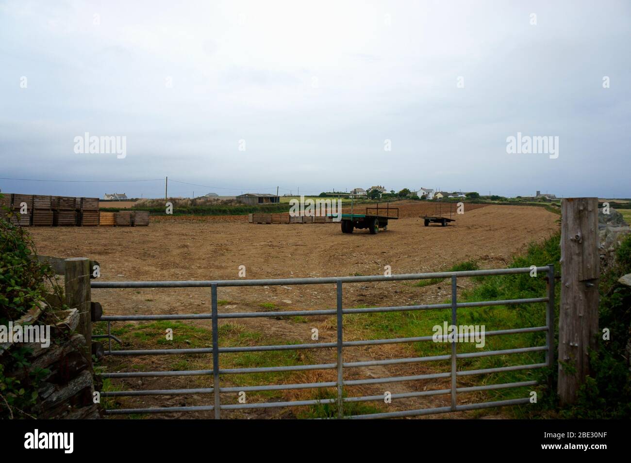 Campo di raccolta delle patate vicino a Tintagel nella Cornovaglia del Nord Foto Stock