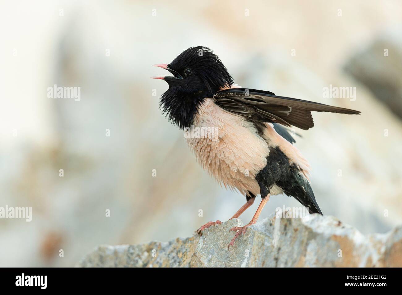 Una Rosy Starling (roseo Pastore) che si esibiva in una cava di pietra cercando di attirare un compagno Foto Stock