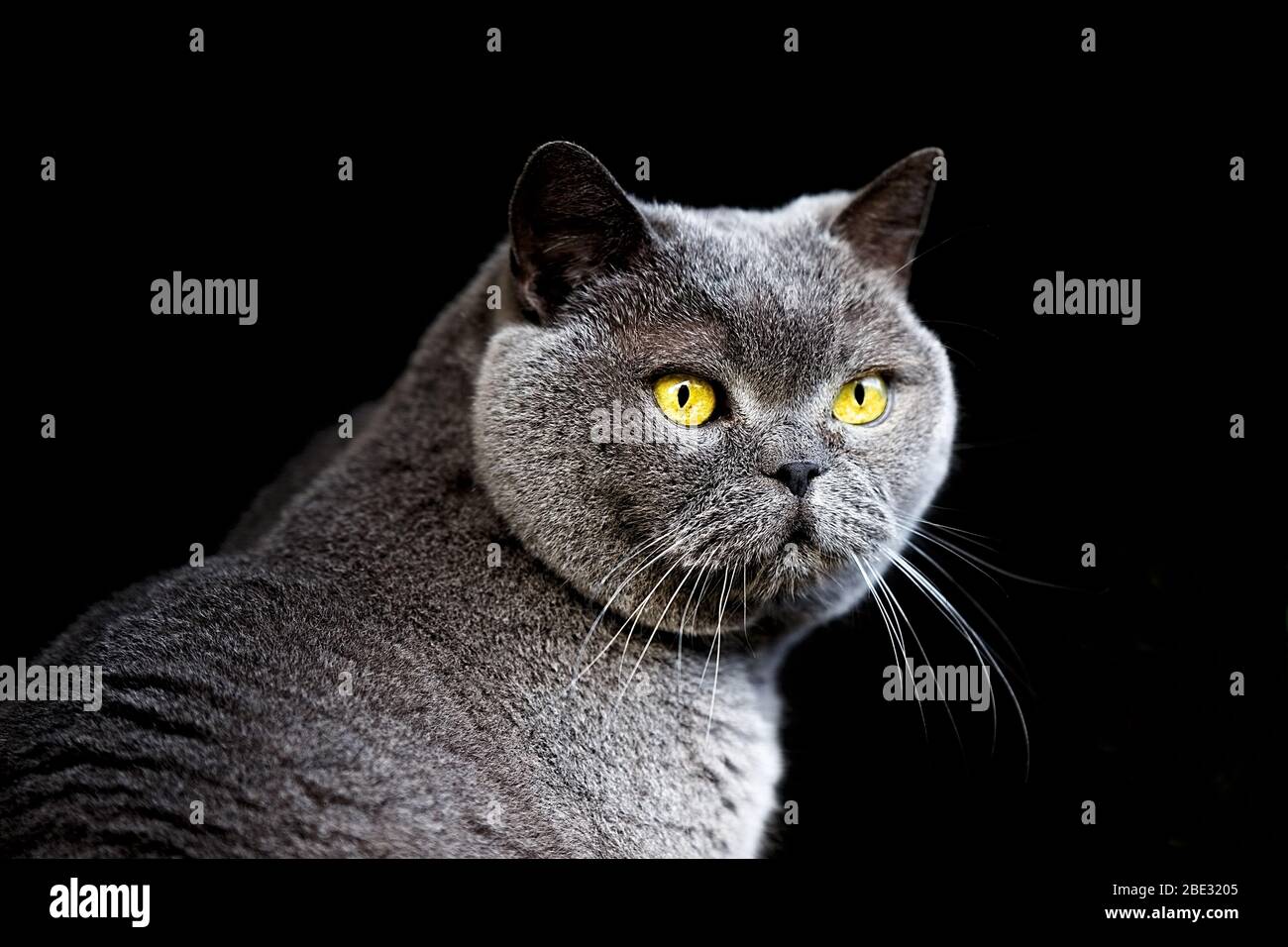 gatto britannico a corto, spagna Foto Stock