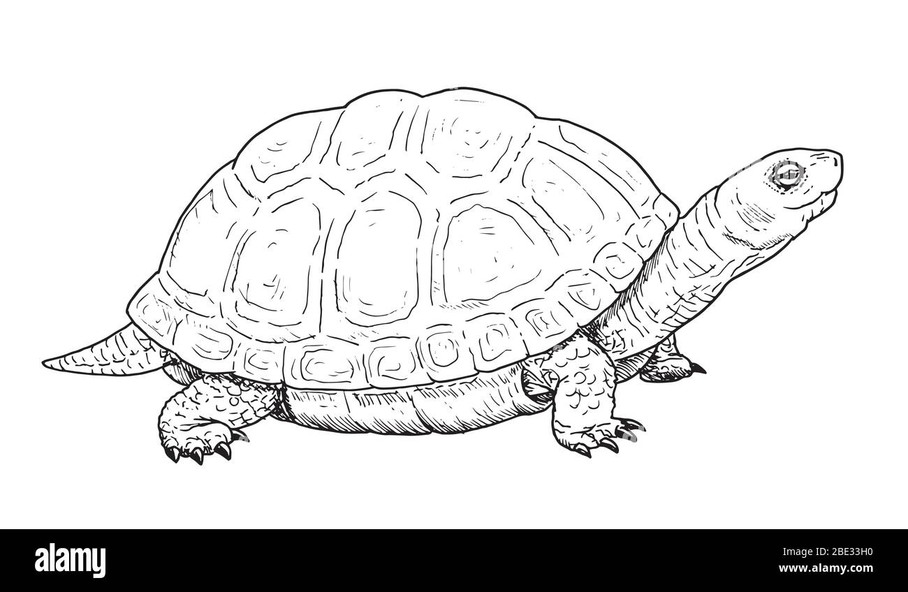Disegno di tartaruga stagno europea. Disegno di rettile di specie Emys orbicularis, illustrazione in bianco e nero Illustrazione Vettoriale