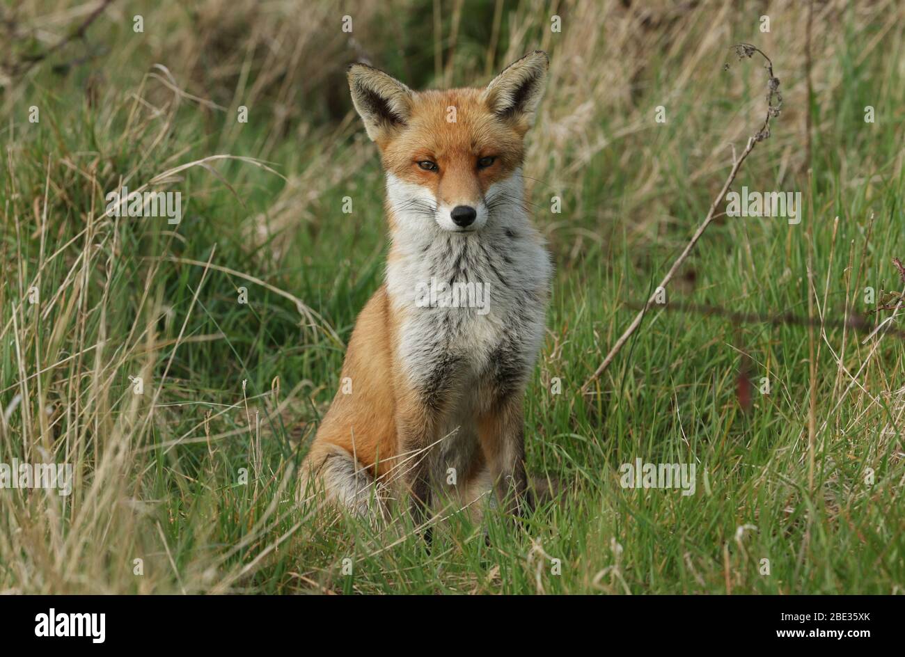 Un magnifico maschio o cane Red Fox, vulpes Vulpes, seduto in un prato. Foto Stock