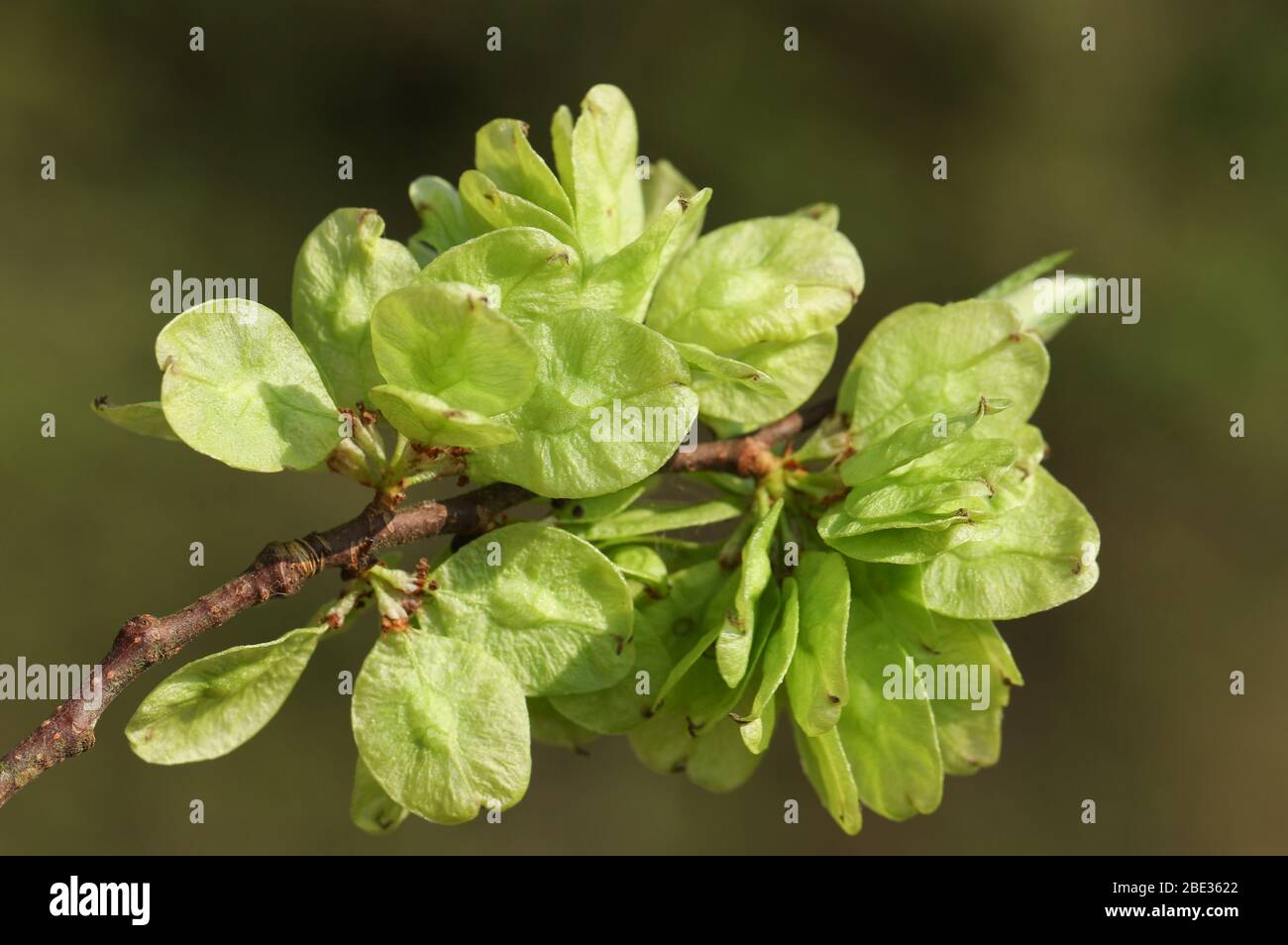 Un ramo dei frutti di un albero inglese di Elm, Ulmus procera, che cresce in bosco nel Regno Unito. Foto Stock