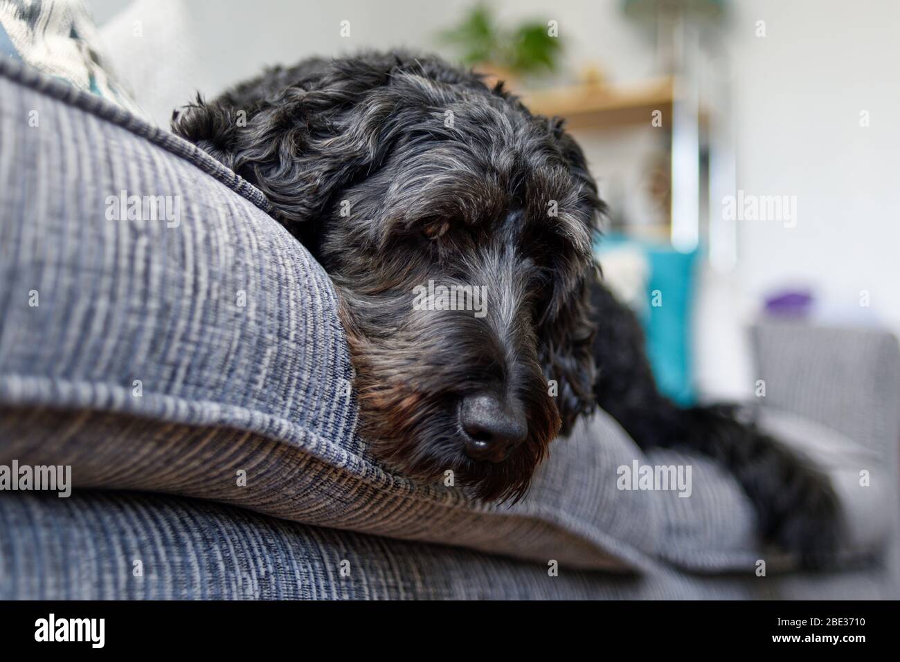 Cane da cucù nero maschile rilassante su un divano. Foto Stock