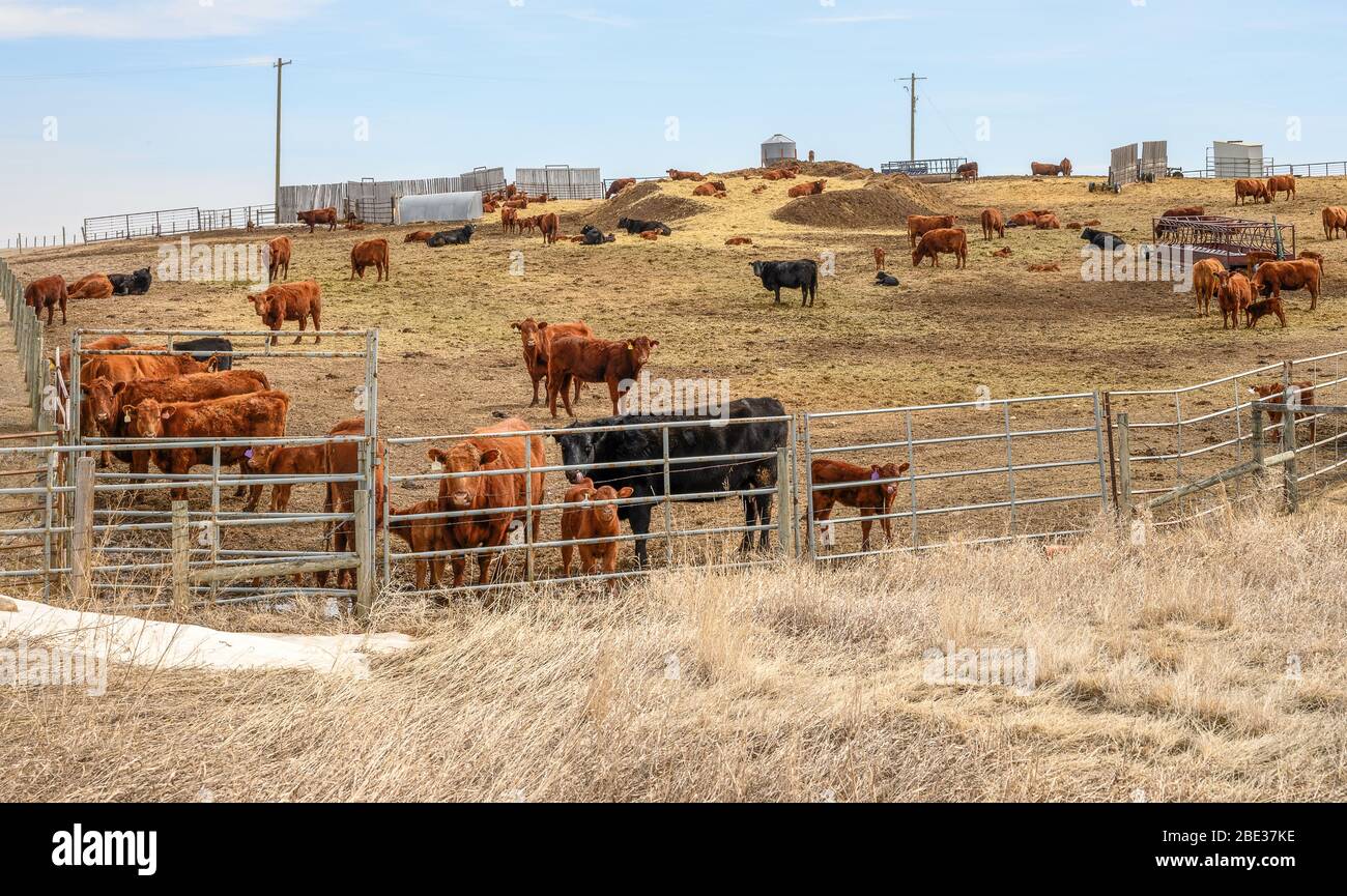 Lotto di alimentazione di bestiame piccolo in Alberta rurale, Canada Foto Stock