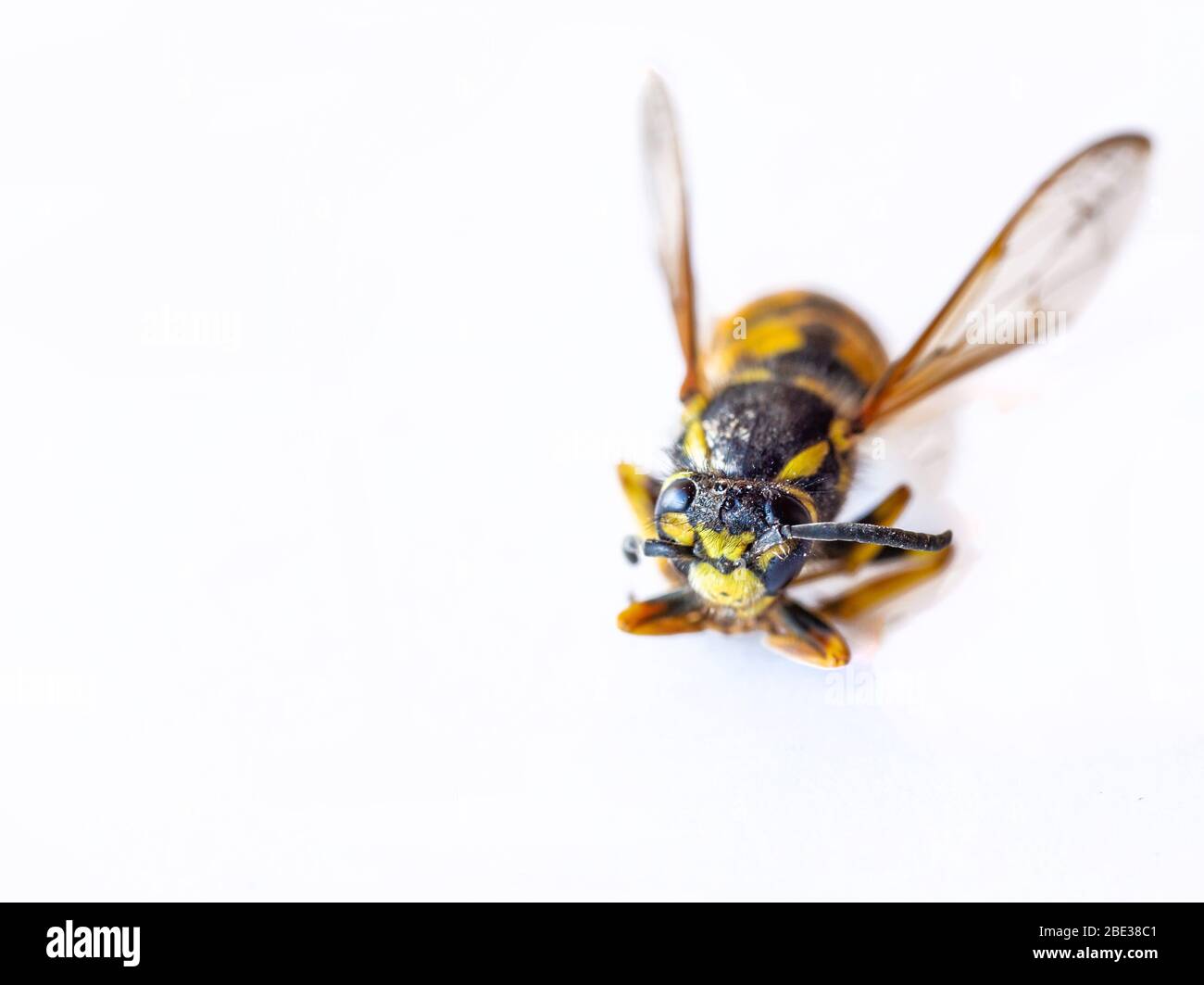 WASP, foto macro. Ingrandimento degli insetti. Isolato dallo sfondo. Testa Wasps. Insetti nella primavera. Foto su sfondo bianco. Un insetto che si assacca. Foto Stock