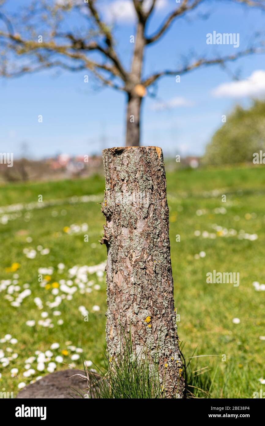 Ceppi di albero. Pulizia del giardino. Alberi da frutto. Erano sporchi. Abbaia sull'albero. Primavera in giardino. Fiori nel campo. Il garten. Foto Stock