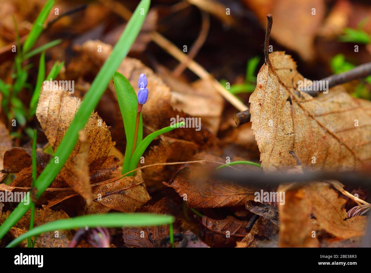 Bel fiore scilla su uno sfondo di foglie marroni. Da viola a blu genziana. Foto Stock