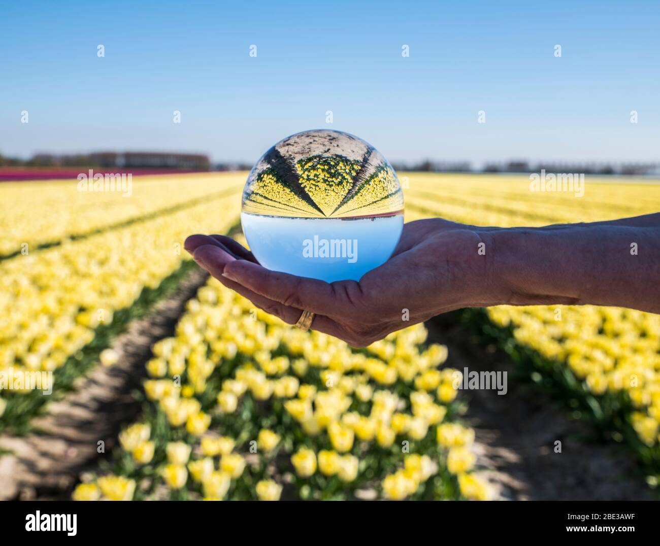 tulipani olandesi campi in viola e giallo visto attraverso sfera di vetro palla in mano womans Foto Stock