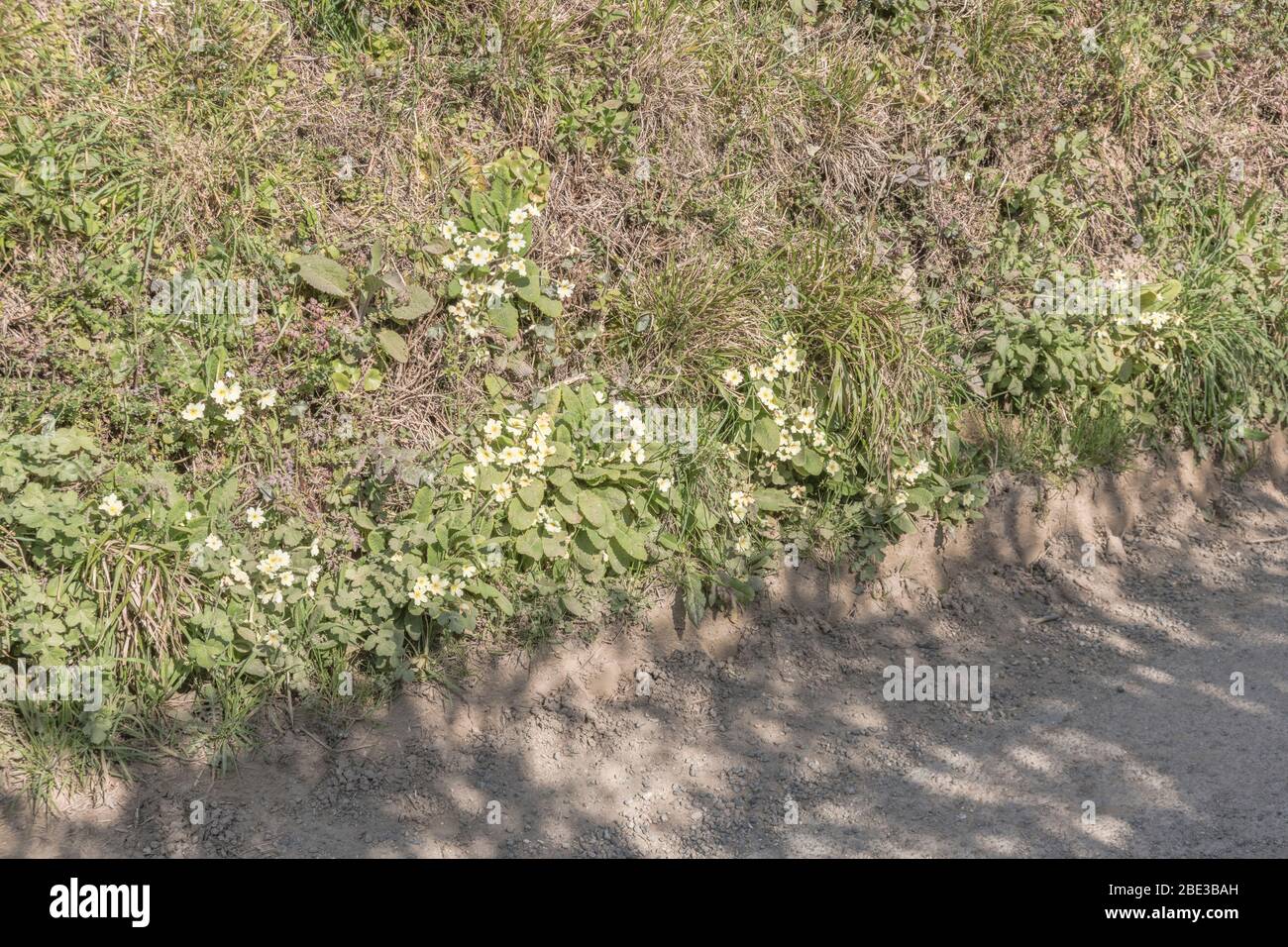 Fiori giallo zolfo di Primrose primaverile / Primula vulgaris in banca di siepi. Primrose selvatiche, primrose selvatiche, piante medicinali nel Regno Unito. Foto Stock