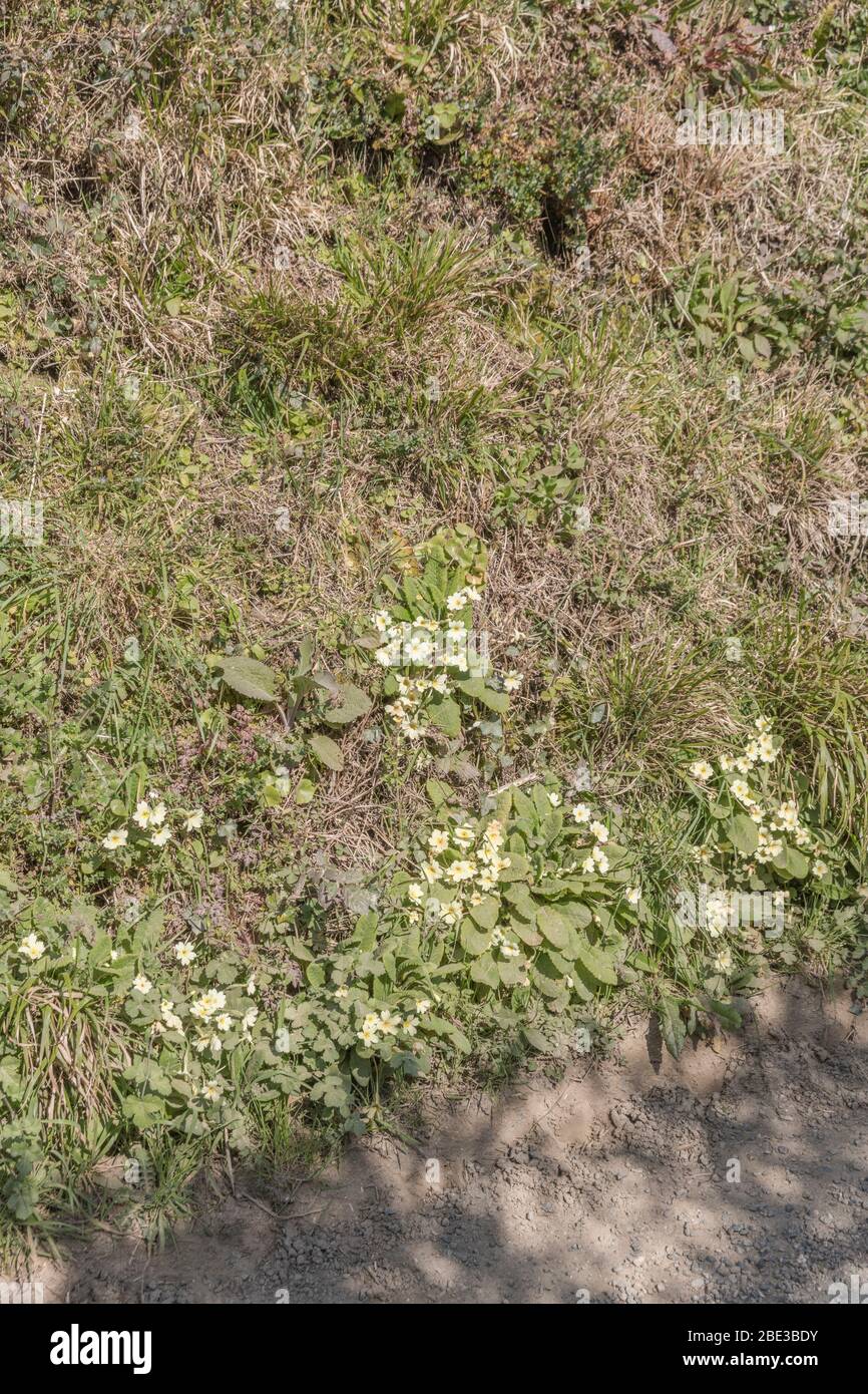 Fiori giallo zolfo di Primrose primaverile / Primula vulgaris in banca di siepi. Primrose selvatiche, primrose selvatiche, piante medicinali nel Regno Unito. Foto Stock