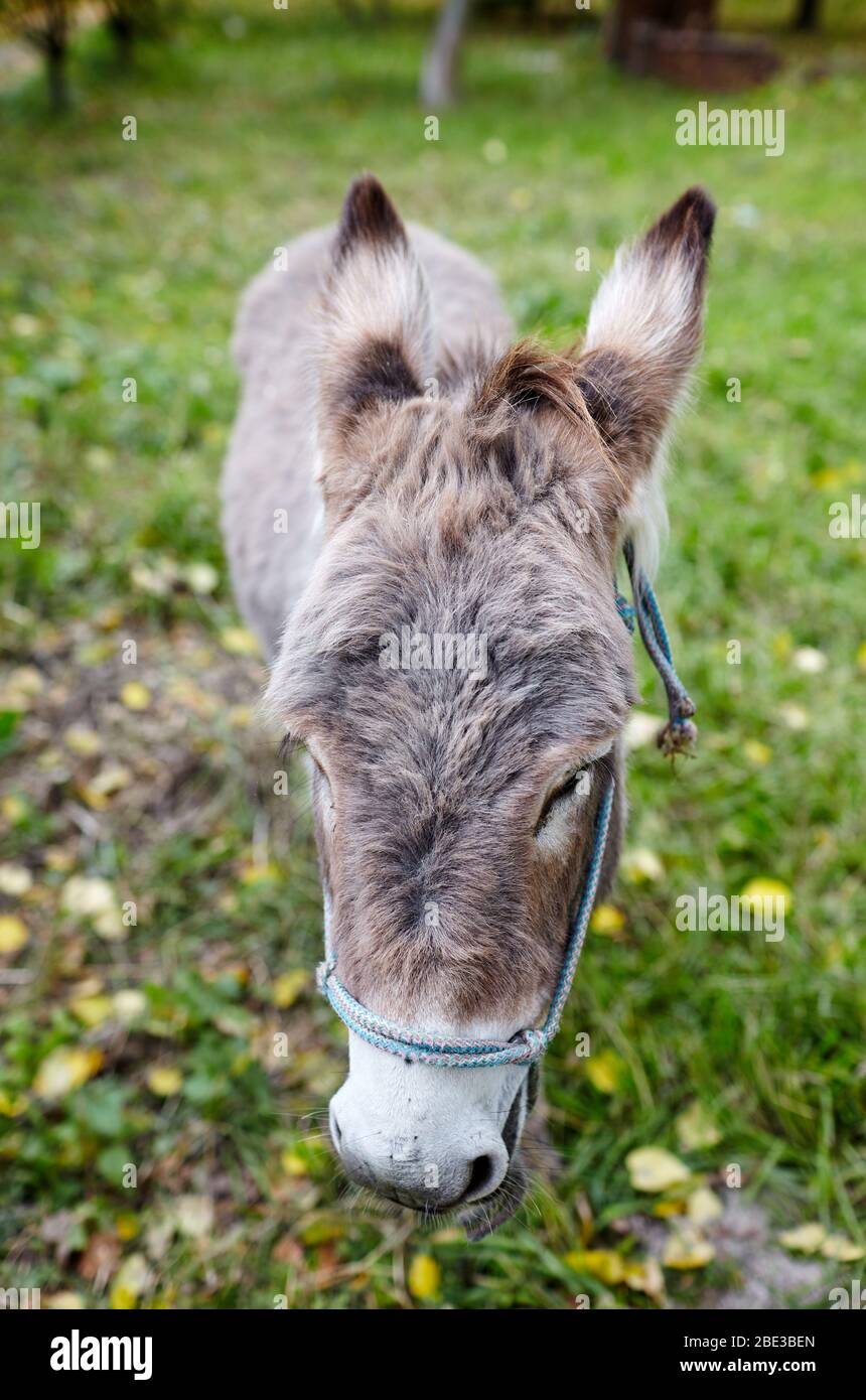 Asino carino con mane lungo al parco naturale. I colori luminosi del Parco Autunnale Foto Stock