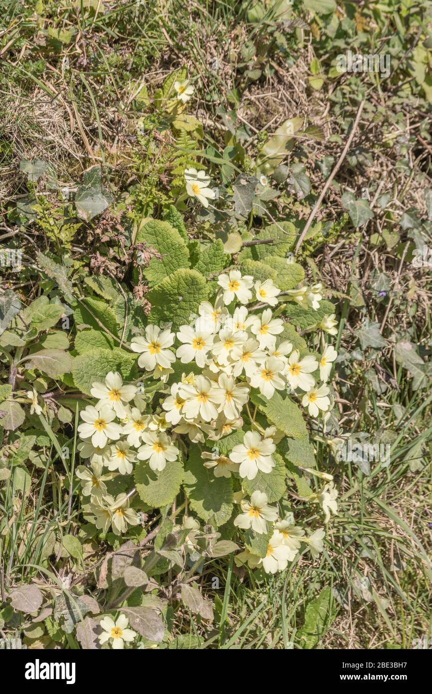 Fiori giallo zolfo di Primrose primaverile / Primula vulgaris in banca di siepi. Primrose selvatiche, primrose selvatiche, piante medicinali nel Regno Unito. Foto Stock