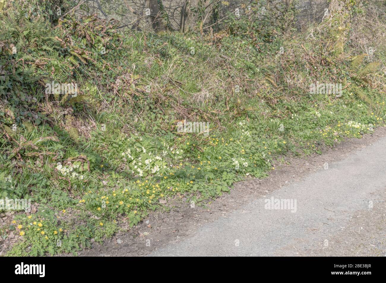 Fiori giallo zolfo di Primrose primaverile / Primula vulgaris in banca di siepi. Primrose selvatiche, primrose selvatiche, piante medicinali nel Regno Unito. Foto Stock