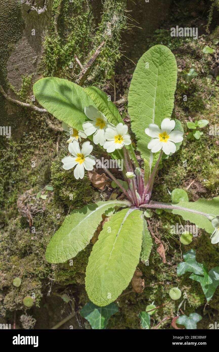 Fiori giallo zolfo di Primrose primaverile / Primula vulgaris in banca di siepi. Primrose selvatiche, primrose selvatiche, piante medicinali nel Regno Unito. Foto Stock