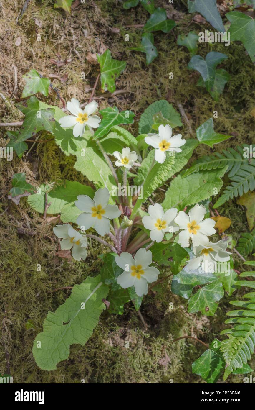 Fiori giallo zolfo di Primrose primaverile / Primula vulgaris in banca di siepi. Primrose selvatiche, primrose selvatiche, piante medicinali nel Regno Unito. Foto Stock