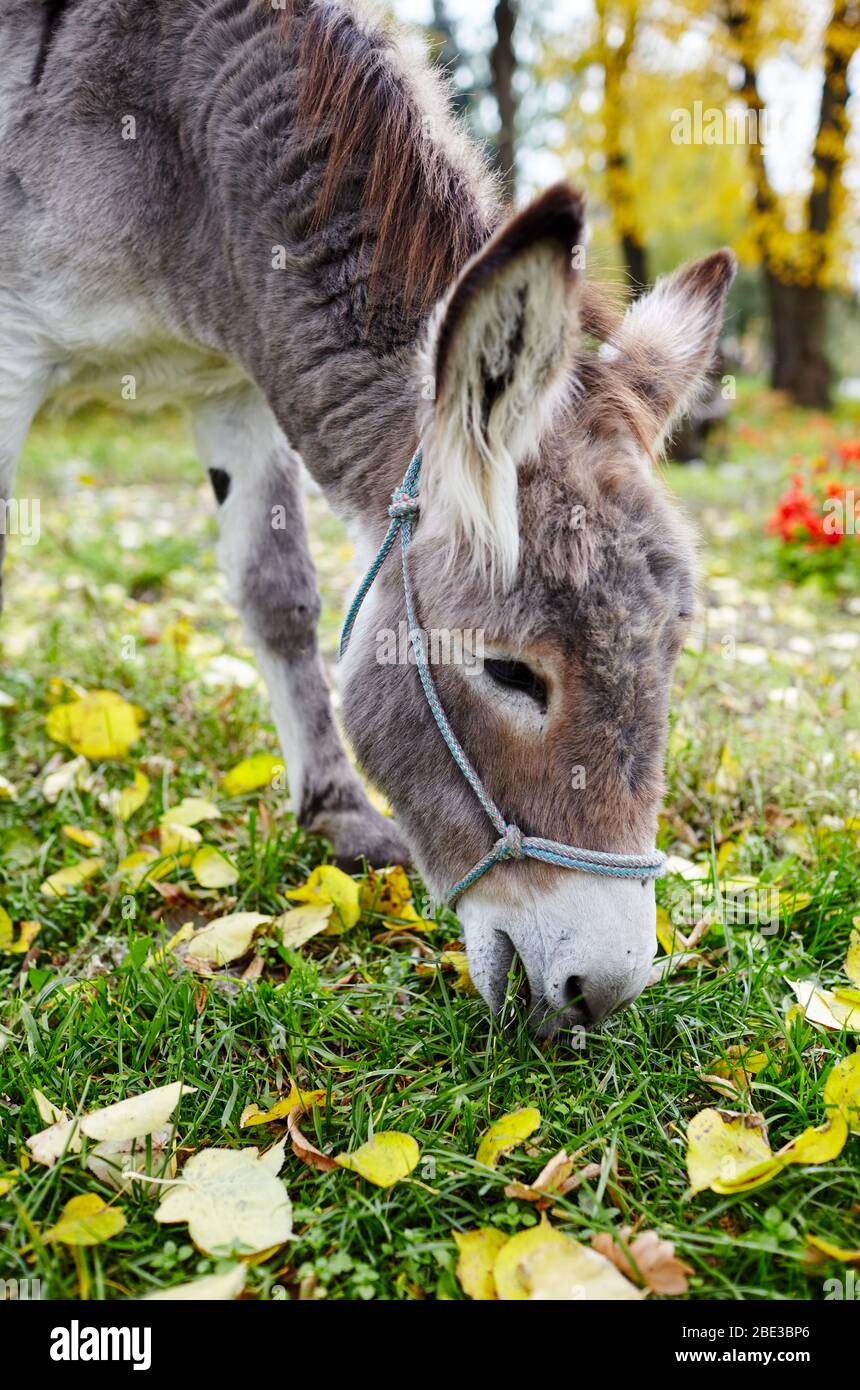 Asino carino con mane lungo al parco naturale. I colori luminosi del Parco Autunnale Foto Stock
