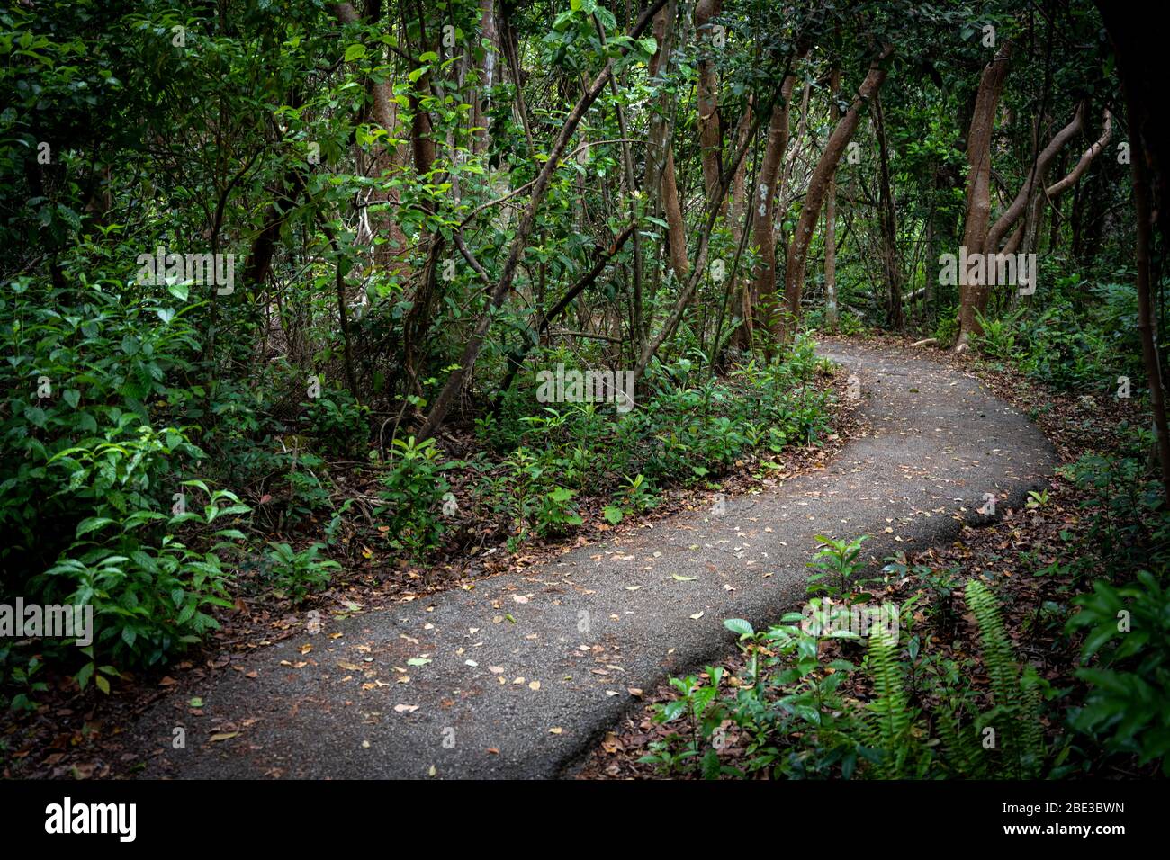 Gumbo Limbo Trail serpenti attraverso la foresta in Everglades Foto Stock