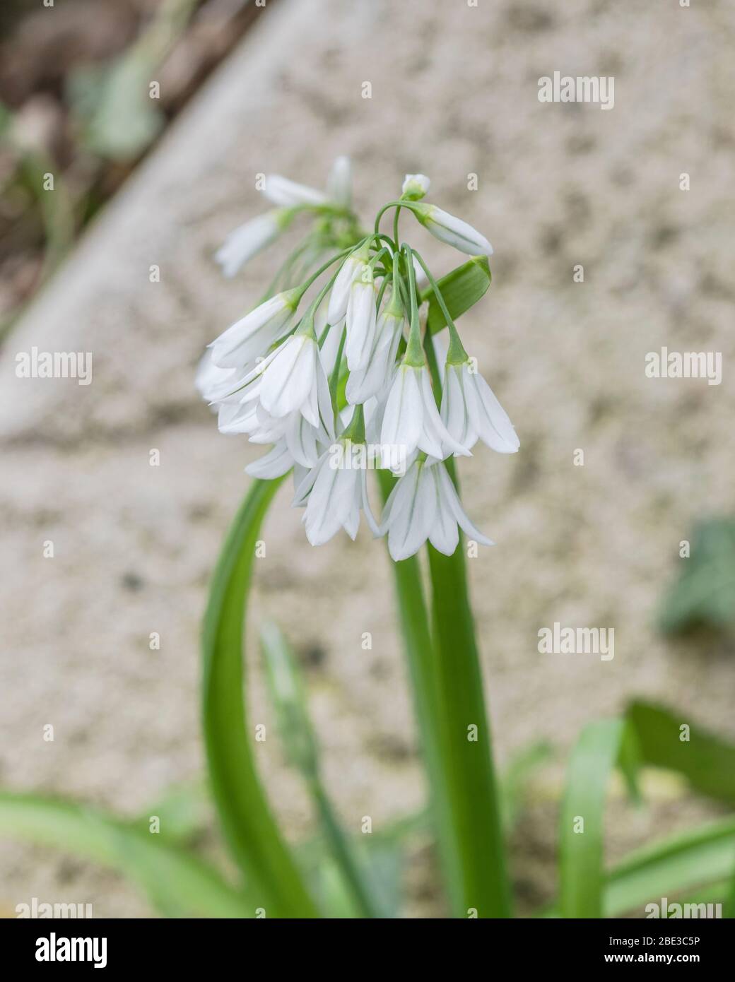 Vicino colpo di fiori bianchi di Leek / Allium triquetrum a tre cornici, un membro selvaggio della famiglia delle cipolle che può essere utilizzato un cibo foraggiato e mangiato. Foto Stock