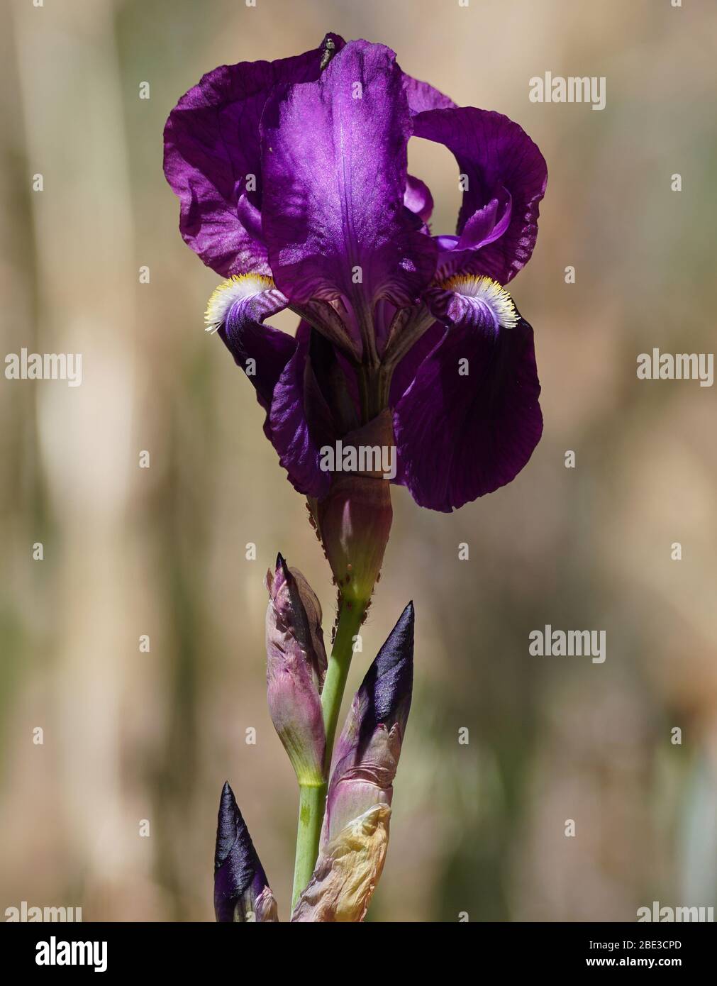 Un bel gambo viola iride fiore con un fiore fiorente, gemme, e insetti simbiotici. Foto Stock