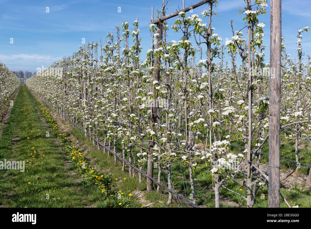 Frutteto di mele in primavera con filari di alberi in fiore Foto Stock