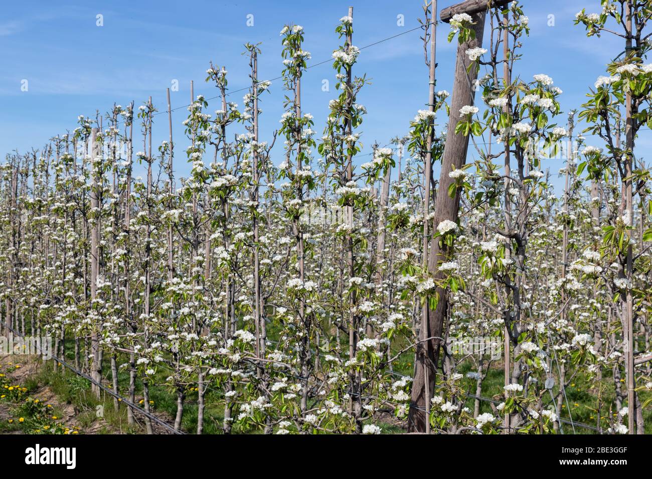 Frutteto di mele in primavera con filari di alberi in fiore Foto Stock