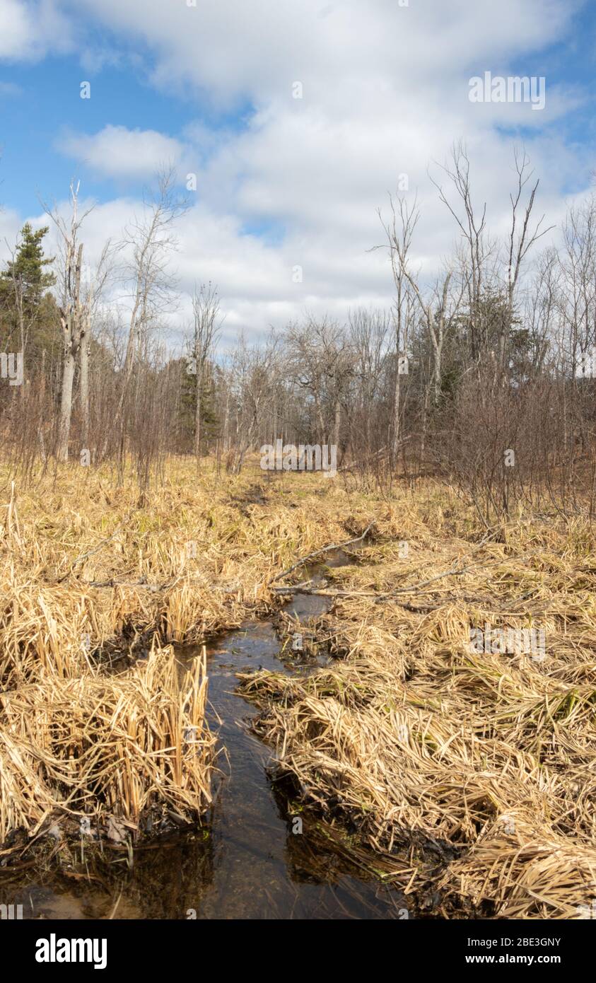 Marsh con acqua che scorre in primavera Foto Stock